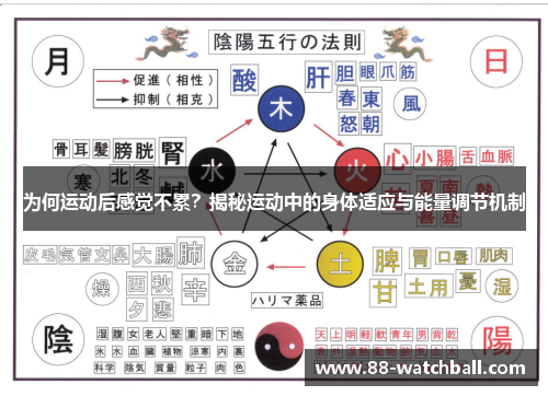 为何运动后感觉不累？揭秘运动中的身体适应与能量调节机制